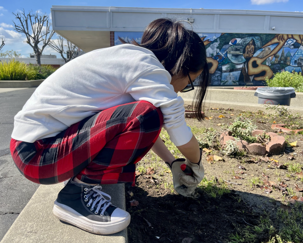 Senior Fiona Yang helps by weeding the California Native Plant Garden during tutorial. “It’s tiring but I’m also having fun,” Yang said. “It’s a good release [for stress].